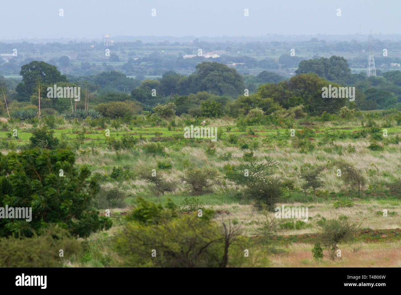 Great Indian Bustard (GIB) roaming nel Santuario GIB Solapur India Maharashtra. La perdita di habitat ( visto nella foto) è la principale minaccia per loro. Foto Stock