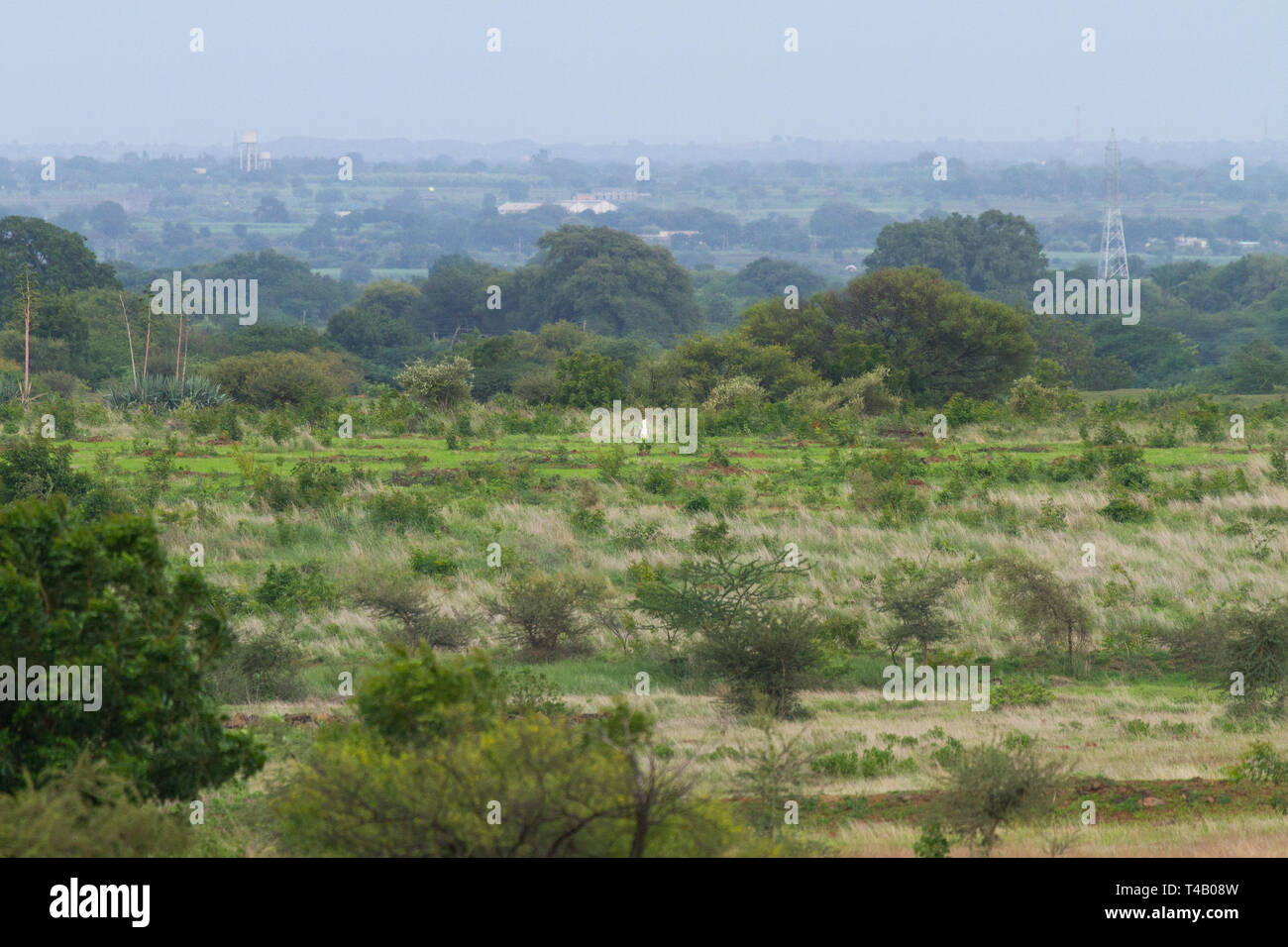 Great Indian Bustard (GIB) roaming nel Santuario GIB Solapur India Maharashtra. La perdita di habitat ( visto nella foto) è la principale minaccia per loro. Foto Stock