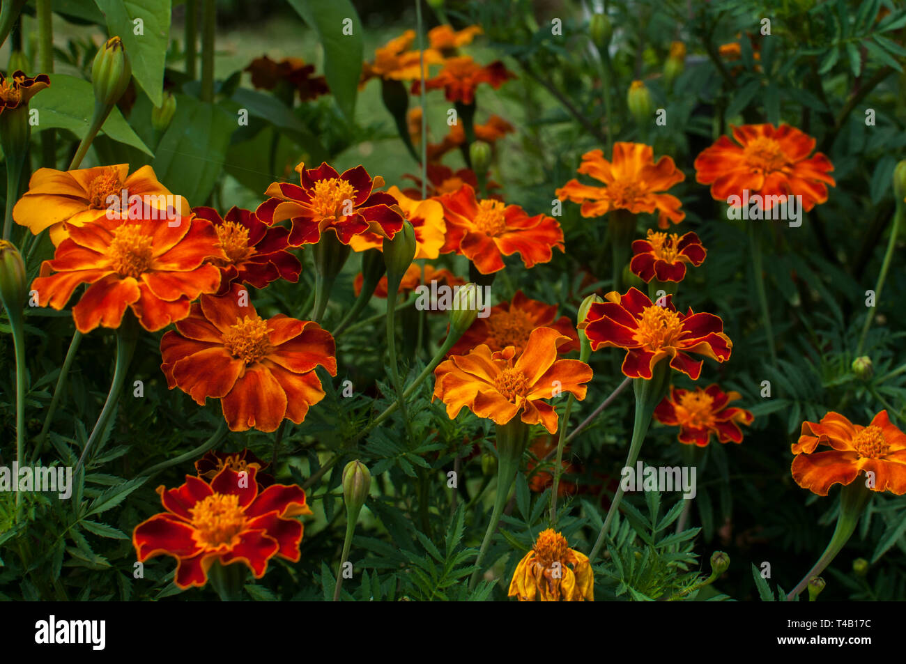 Il francese calendula fiori nel giardino closeup come sfondo floreale Foto Stock