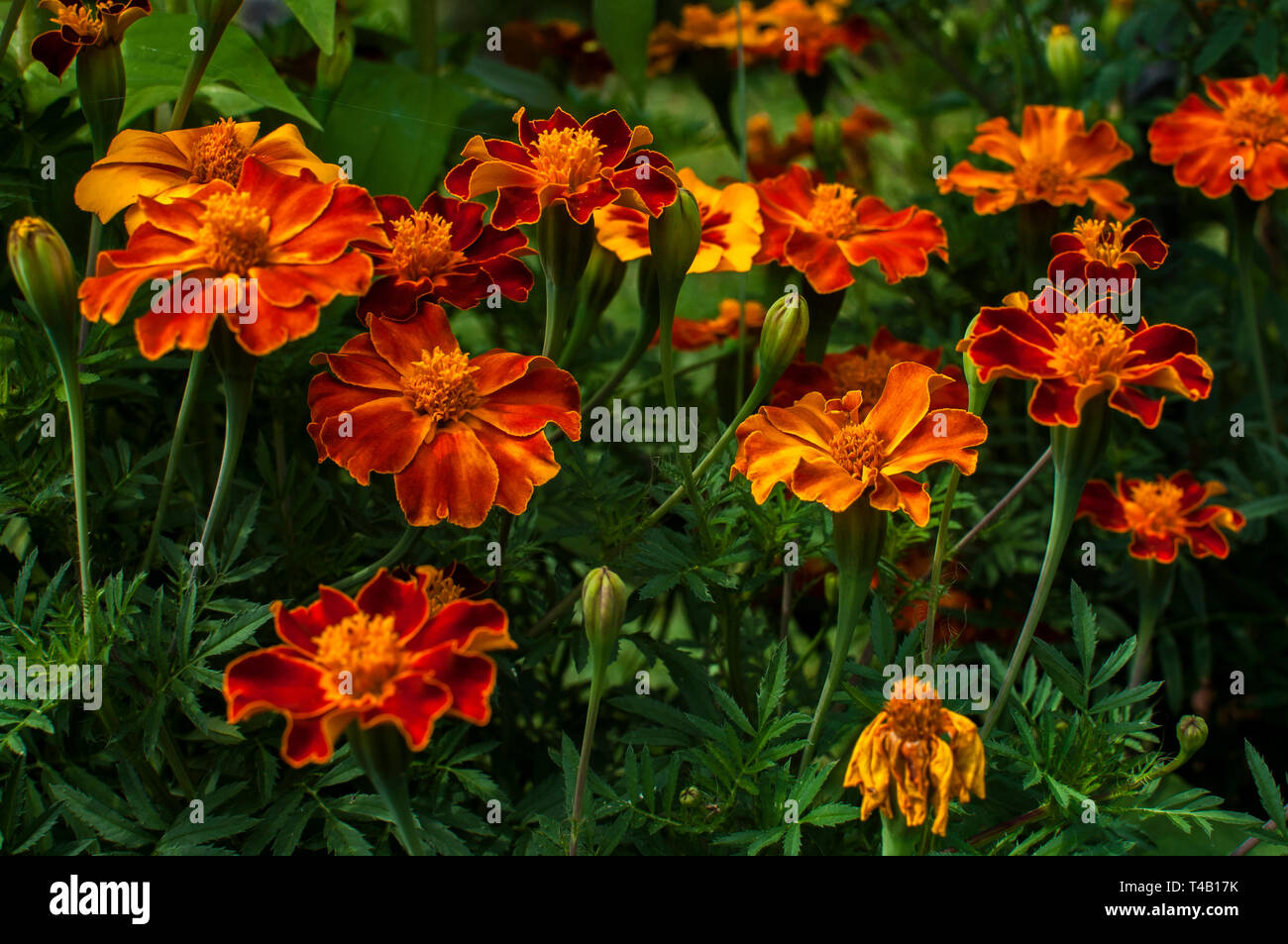 Il francese calendula fiori nel giardino closeup come sfondo floreale Foto Stock