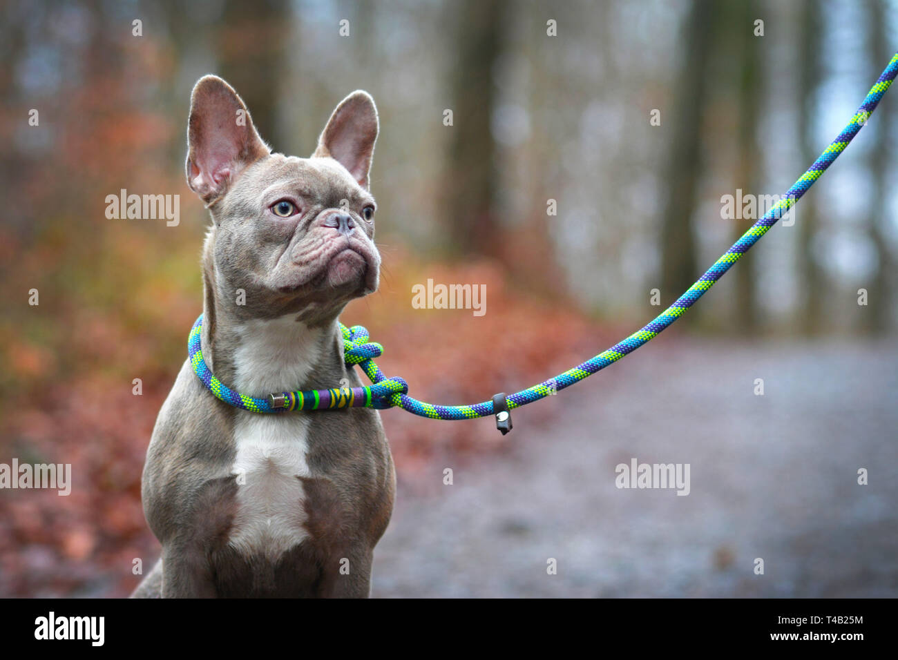 Di rara bellezza lilla colorato tigrato femmina bulldog francese cane con luce ambra occhi e intrecciati di collare e guinzaglio Foto Stock