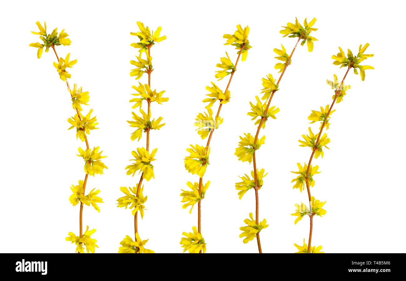 Coltivazione è un genere di piante in fiore nella famiglia di oliva Oleaceae | Piante ornamentali. Coltivazione è anche uno degli impianti di nomi comuni, lungo con albero di Pasqua. Isol. Foto Stock