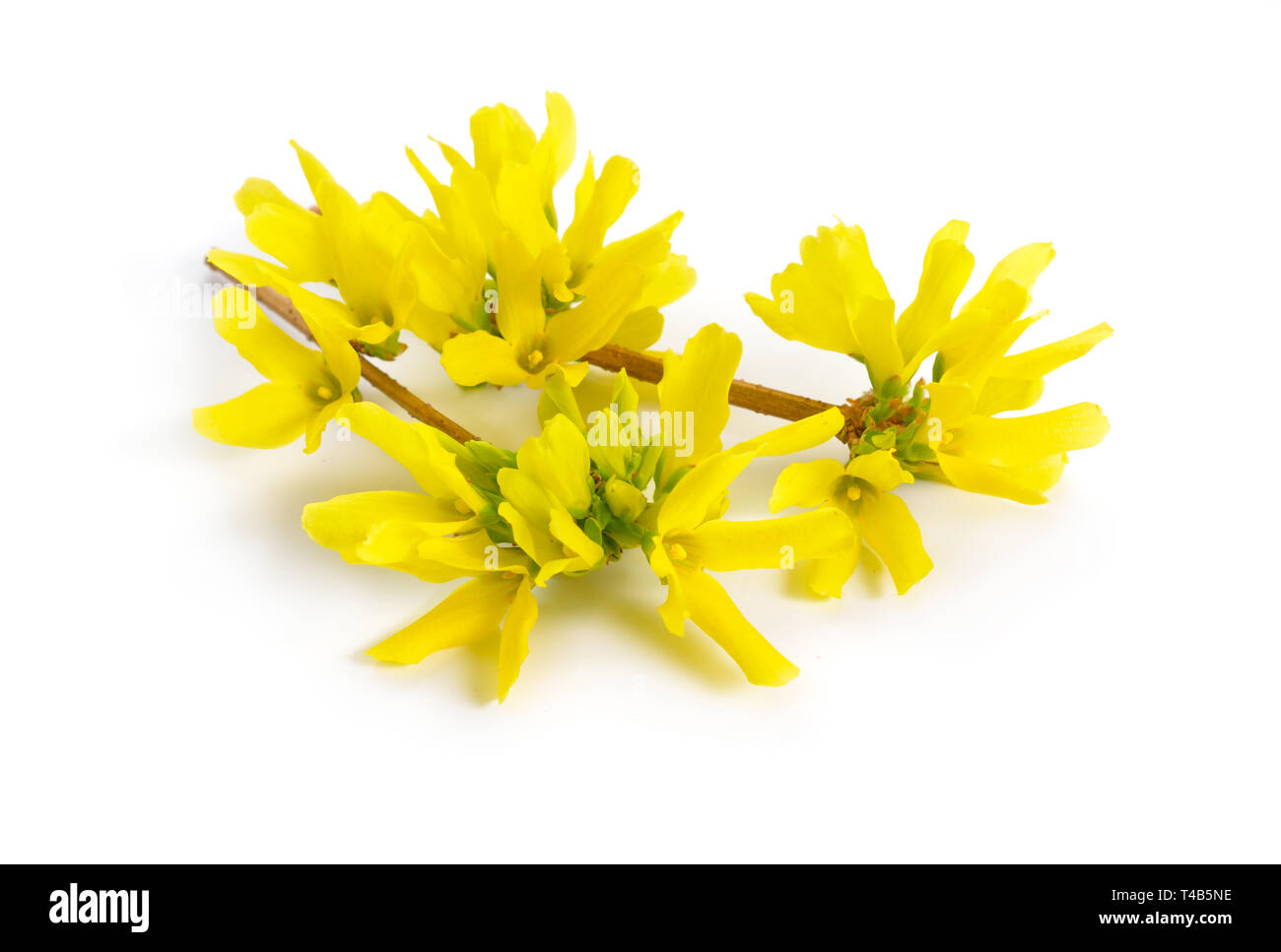 Coltivazione è un genere di piante in fiore nella famiglia di oliva Oleaceae | Piante ornamentali. Coltivazione è anche uno degli impianti di nomi comuni, lungo con albero di Pasqua. Isol. Foto Stock