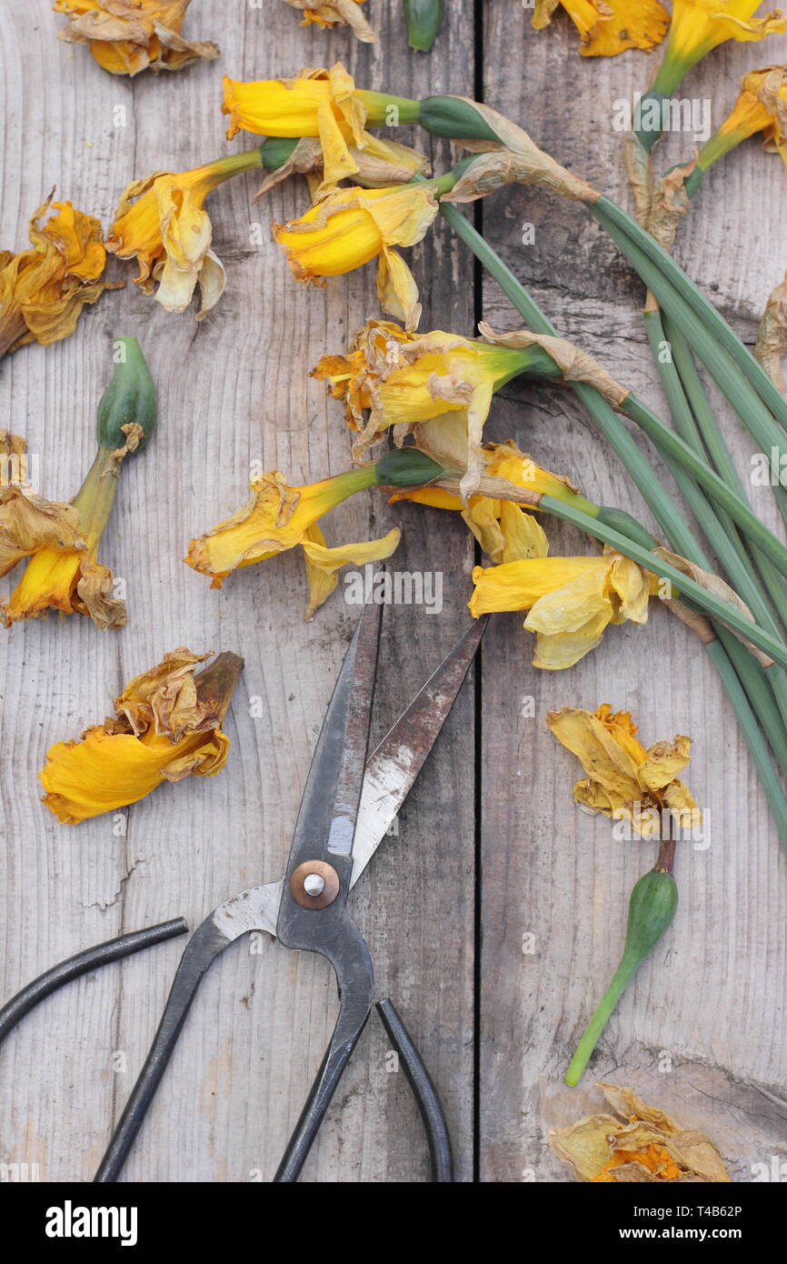 Narciso. Daffodil flowerheads rimosso mediante deadheading per permettere alla pianta di immagazzinare energia per il successivo esercizio di bloom - Molla, REGNO UNITO Foto Stock