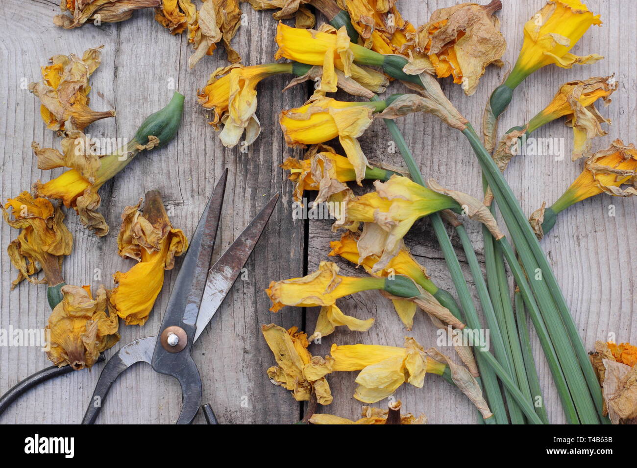 Narciso. Daffodil flowerheads rimosso mediante deadheading per permettere alla pianta di immagazzinare energia per il successivo esercizio di bloom - Molla, REGNO UNITO Foto Stock