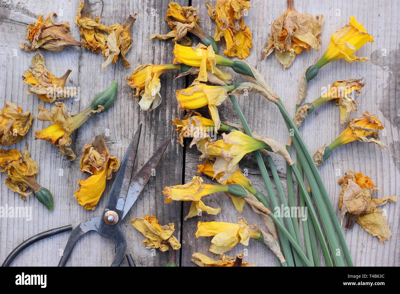 Narciso. Daffodil flowerheads rimosso mediante deadheading per permettere alla pianta di immagazzinare energia per il successivo esercizio di bloom - Molla, REGNO UNITO Foto Stock