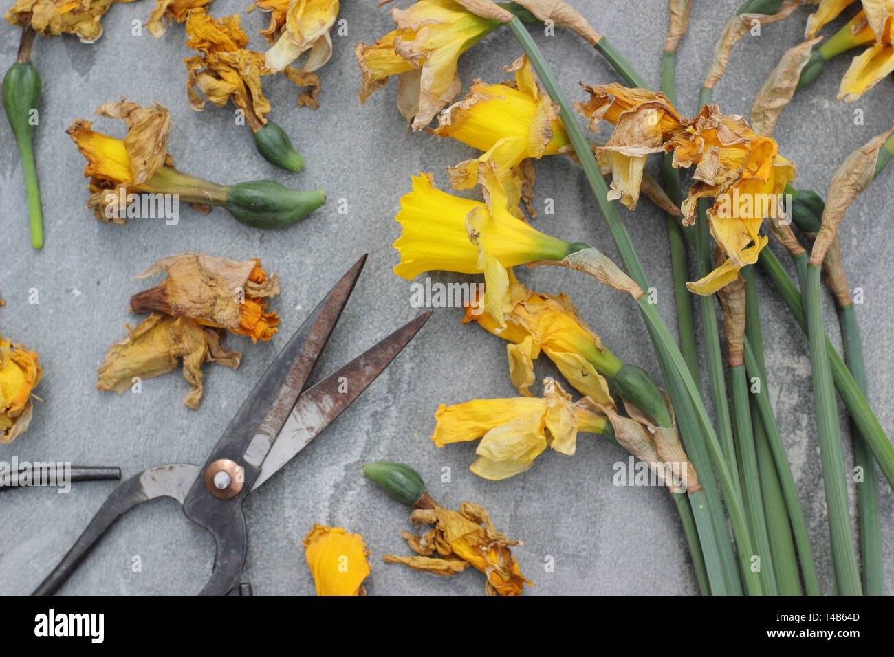 Narciso. Daffodil flowerheads rimosso mediante deadheading per permettere alla pianta di immagazzinare energia per il successivo esercizio di bloom - Molla, REGNO UNITO Foto Stock