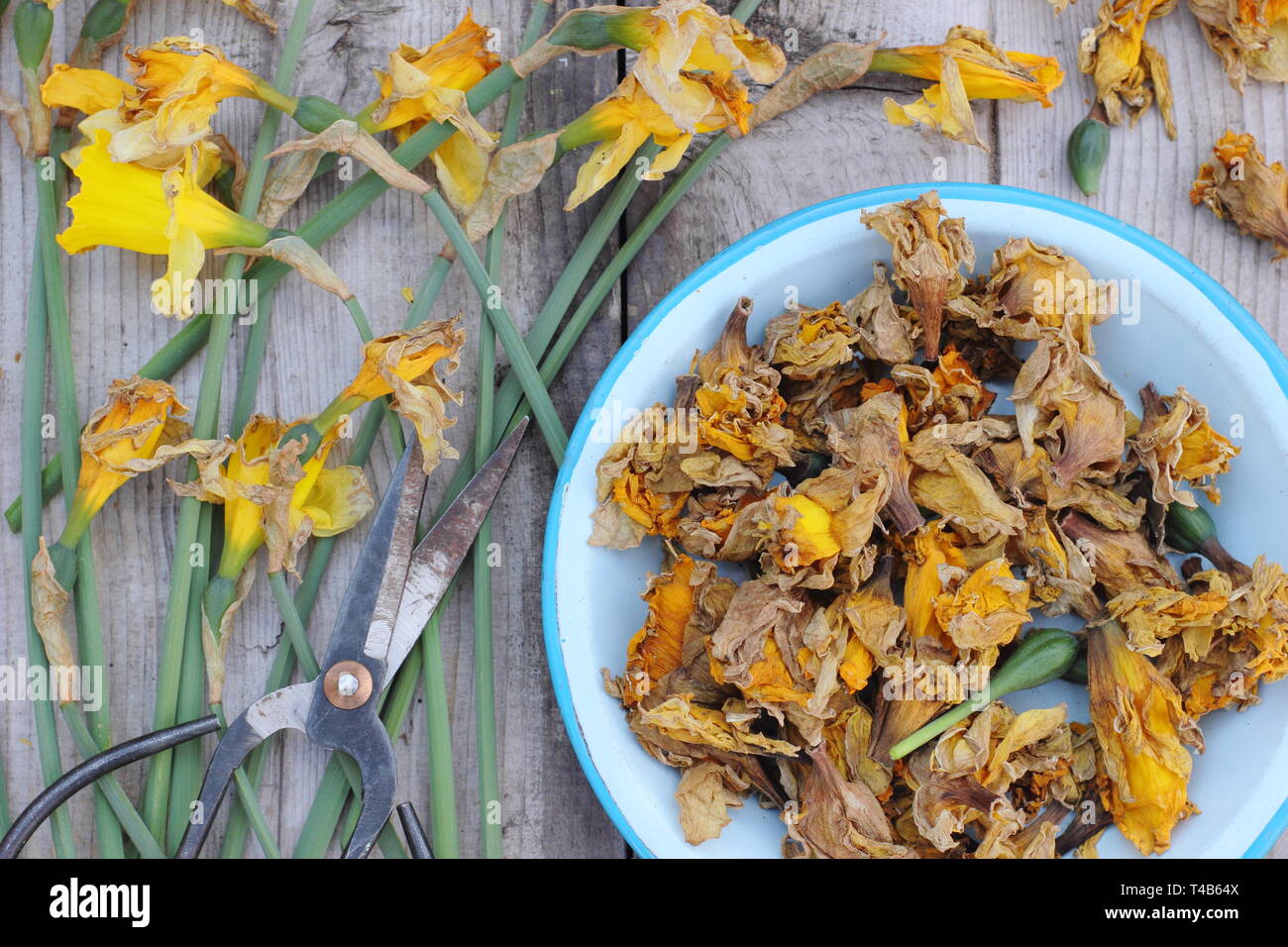 Narciso. Daffodil flowerheads rimosso mediante deadheading per permettere alla pianta di immagazzinare energia per il successivo esercizio di bloom - Molla, REGNO UNITO Foto Stock