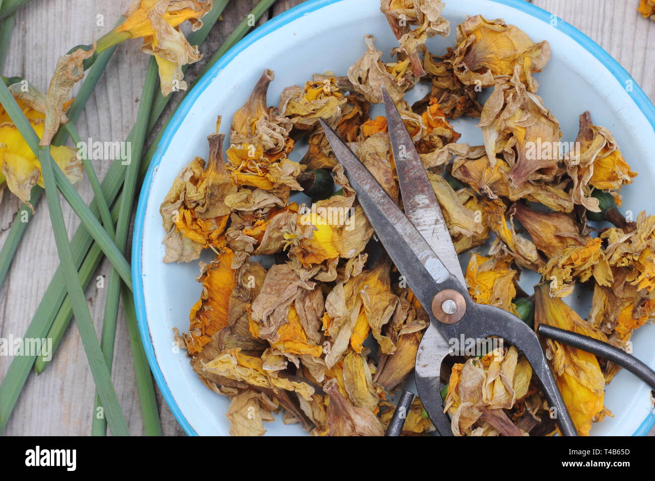 Narciso. Daffodil flowerheads rimosso mediante deadheading per permettere alla pianta di immagazzinare energia per il successivo esercizio di bloom - Molla, REGNO UNITO Foto Stock
