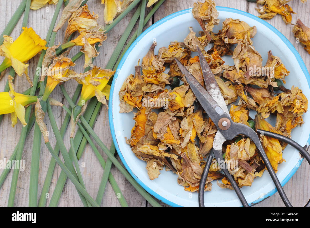 Narciso. Daffodil flowerheads rimosso mediante deadheading per permettere alla pianta di immagazzinare energia per il successivo esercizio di bloom - Molla, REGNO UNITO Foto Stock