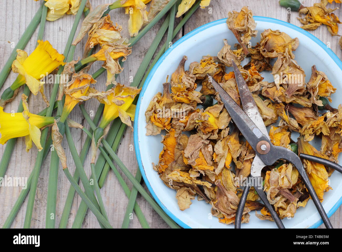 Narciso. Daffodil flowerheads rimosso mediante deadheading per permettere alla pianta di immagazzinare energia per il successivo esercizio di bloom - Molla, REGNO UNITO Foto Stock