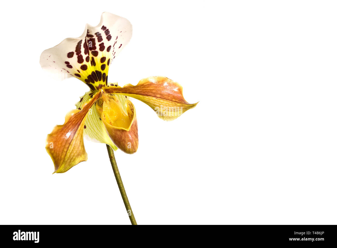 Giallo Lady pantofola (paphiopedilum) orchid, close-up isolati su sfondo bianco Foto Stock