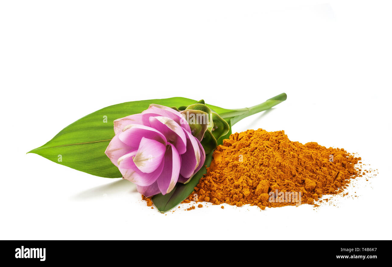 Curcuma fiore e polvere isolata su bianco Foto Stock