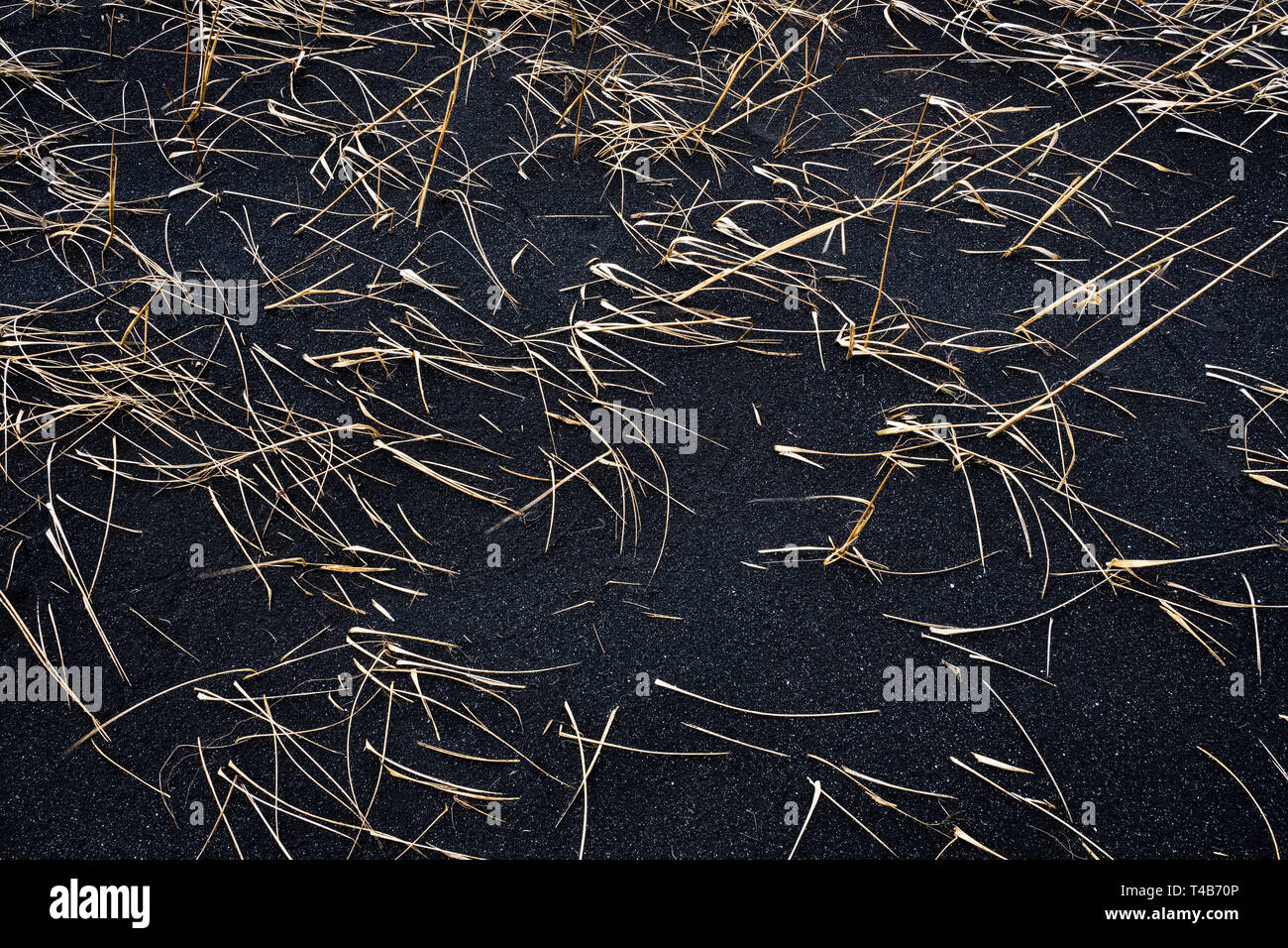 L'Islanda. Marram grass (ammophila sp., anche beachgrass o dune erba) crescente in nero il terreno vulcanico Foto Stock