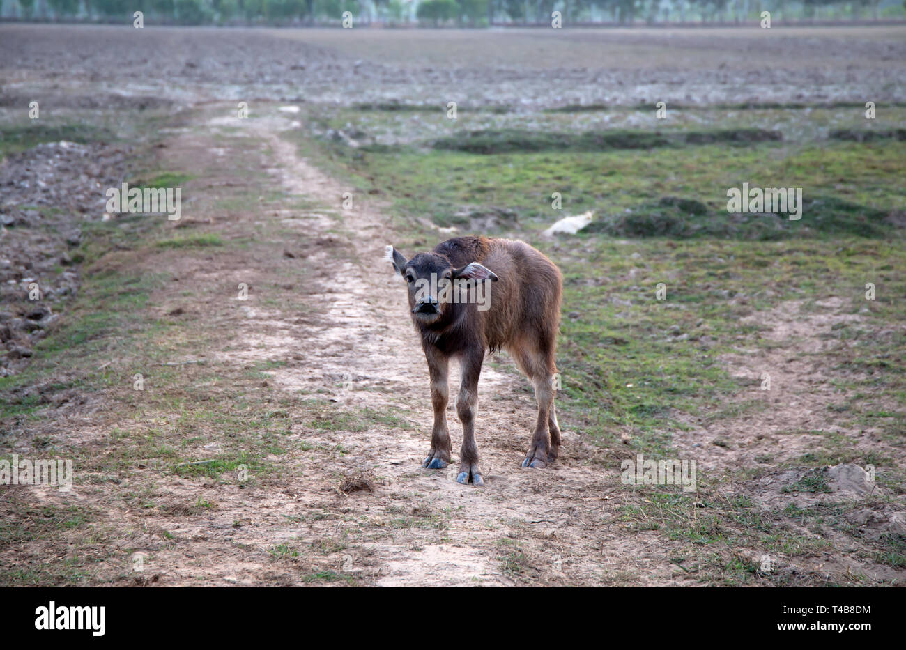 Giovani bufali isolato in una campagna sullo sfondo Foto Stock