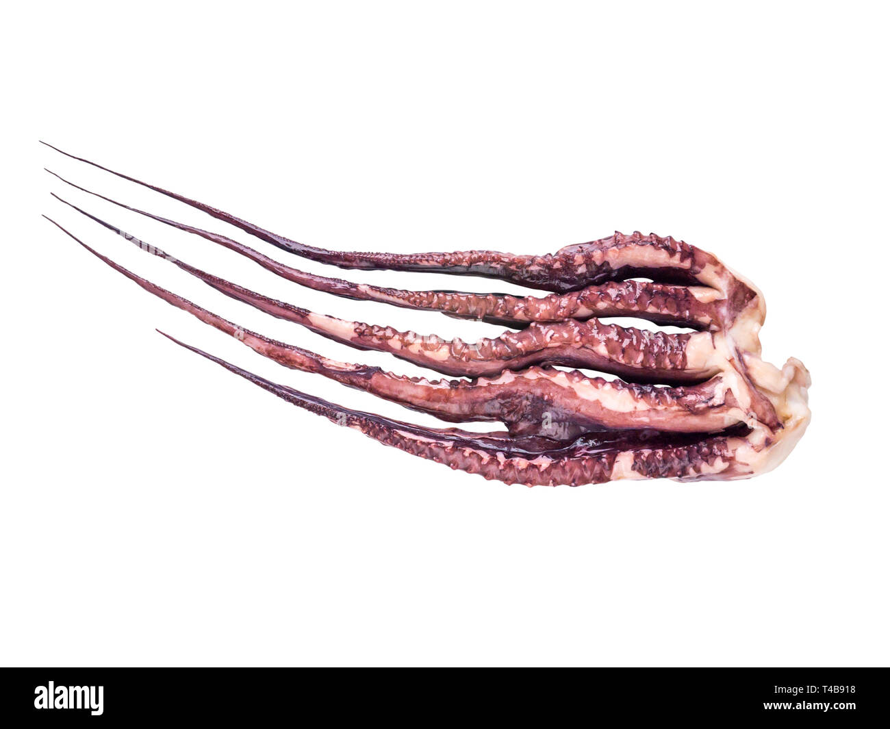 Jumbo totani bracci isolato su bianco. Pota o Dosidicus Gigas o diavolo rosso tentacoli. Foto Stock