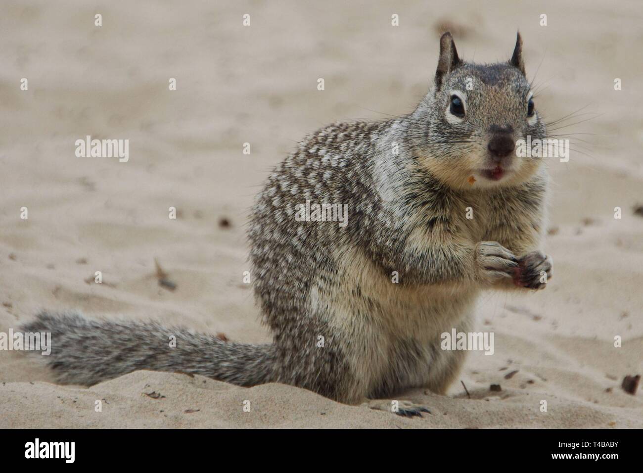 Un close-up di una massa in California scoiattolo (Otospermophilus beecheyi), chiamato anche Beechey scoiattolo di terra, sulla spiaggia di sabbia della California del Nord. Foto Stock