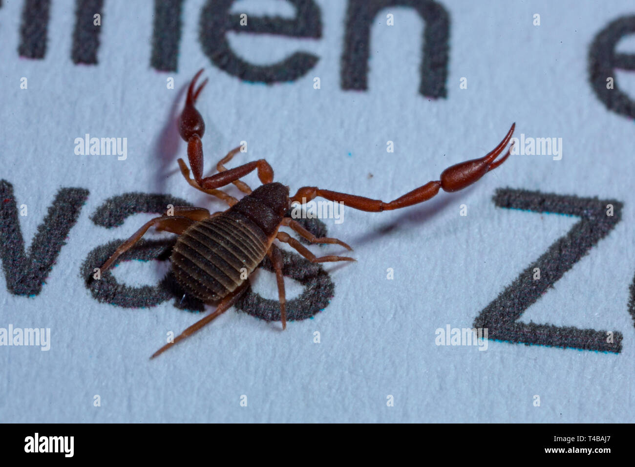 Casa pseudoscorpion, (Chelifer cancroides) Foto Stock