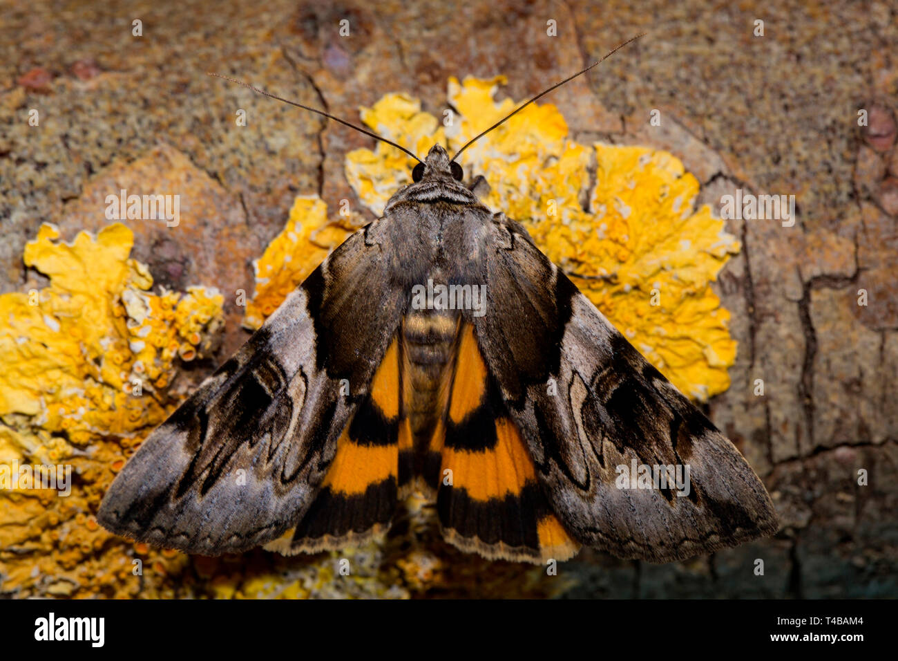 Bande gialle underwing, (Catocala fulminea) Foto Stock