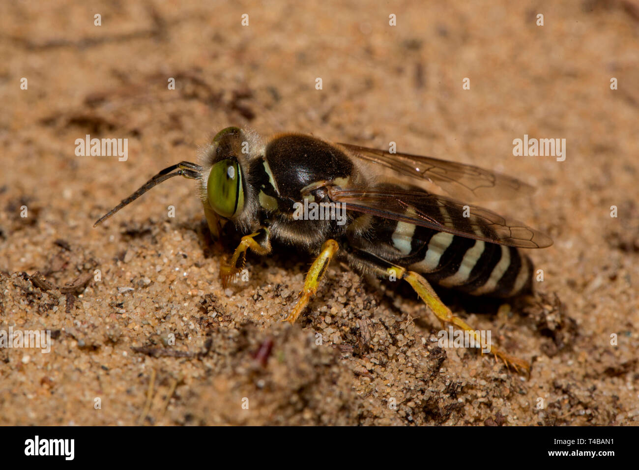 Sabbia wasp, (Bembix rostrata) Foto Stock