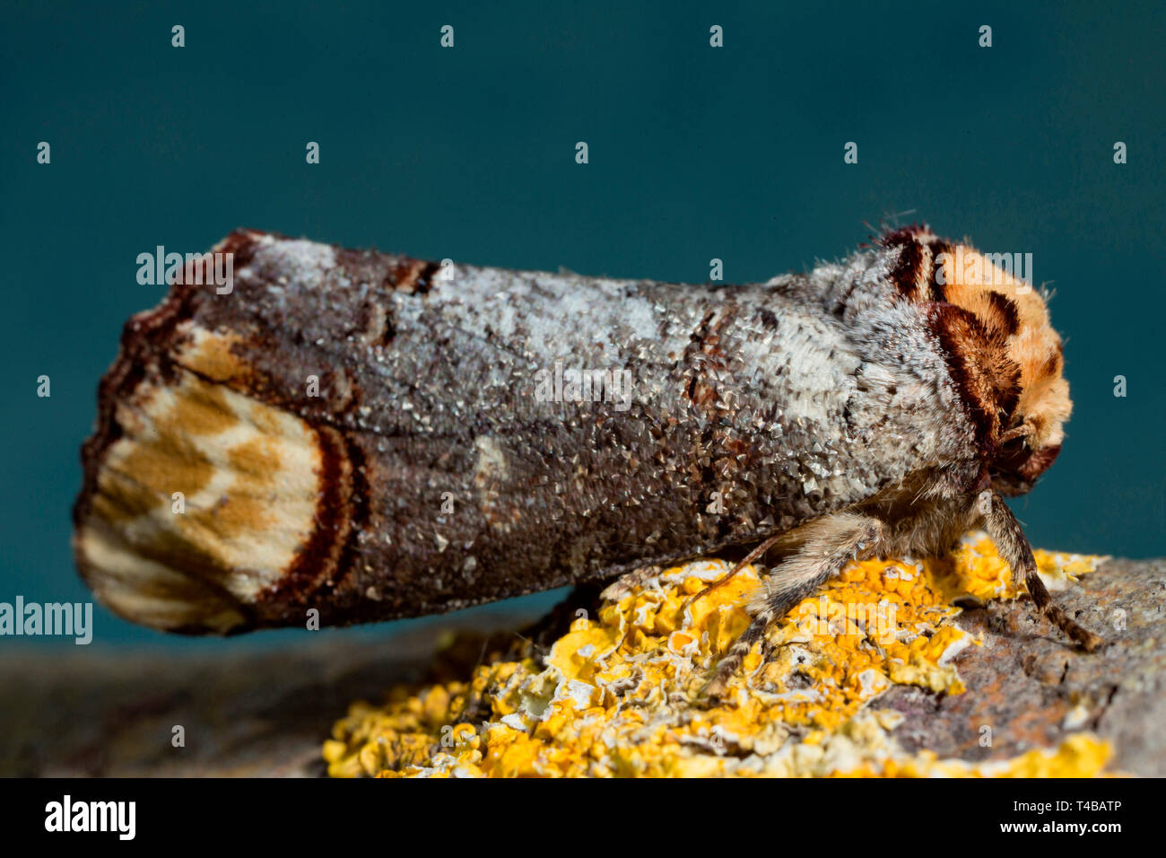 Buff-punta, (Phalera bucephala) Foto Stock
