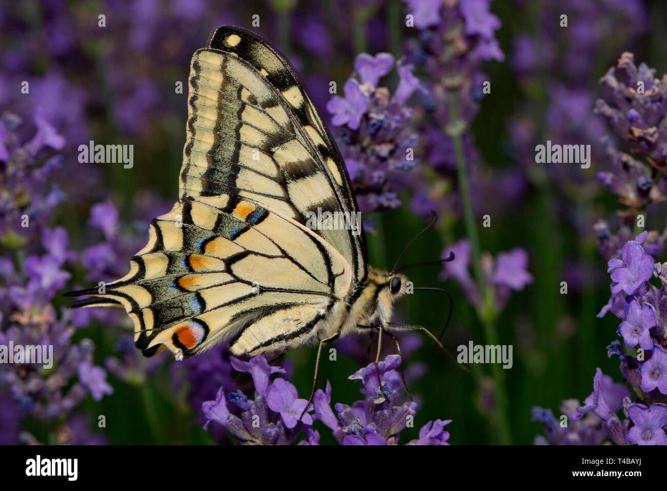 Il vecchio mondo a coda di rondine, (Papilio machaon) Foto Stock