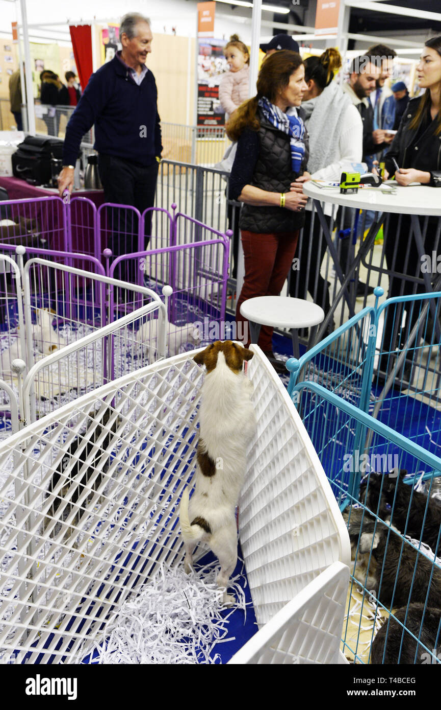 Cani e gatti Show - Parigi - Francia Foto Stock