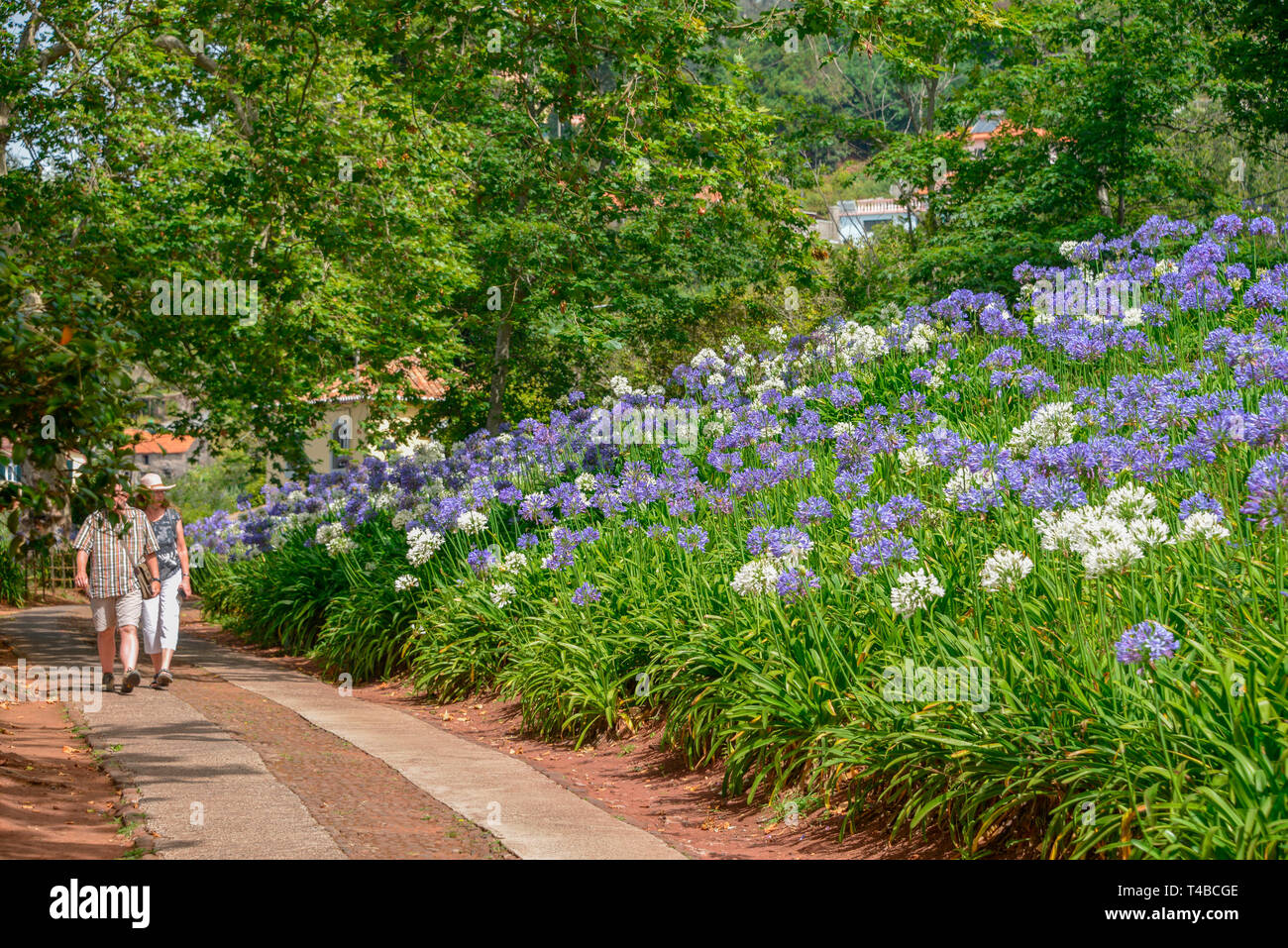 Blaue agapanthus immagini e fotografie stock ad alta risoluzione Alamy