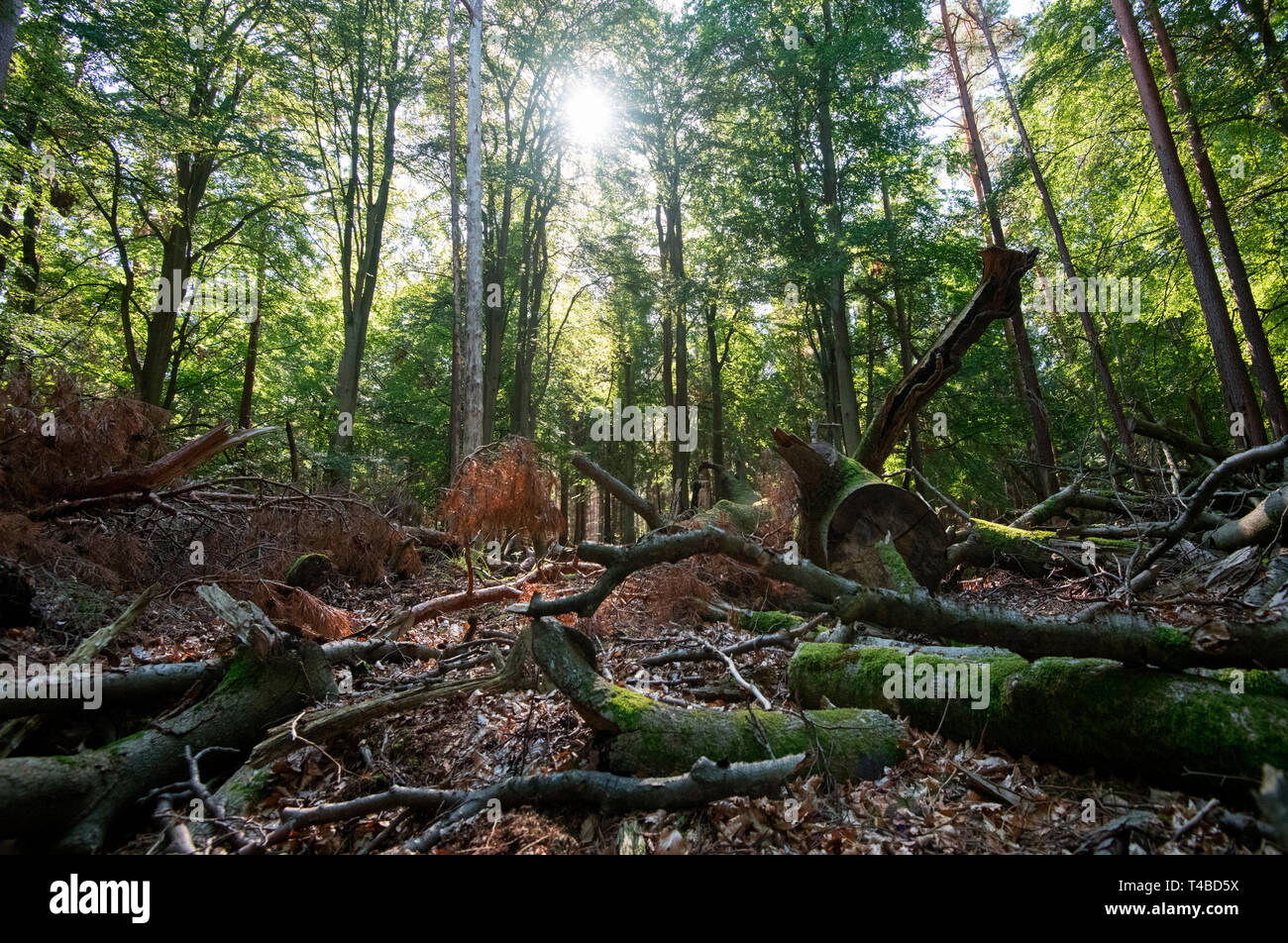 Gli alberi caduti in Pomerania occidentale Area Laguna National Park, Fischland-Darss-Zingst, Meclemburgo-Pomerania Occidentale, Germania, Europa Foto Stock