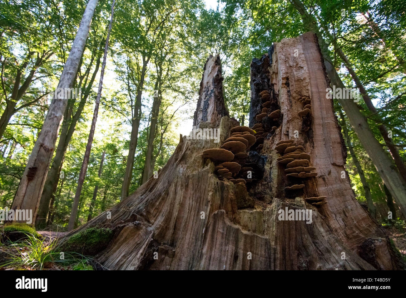 I funghi nel ceppo di albero, la Pomerania occidentale Area Laguna National Park, Fischland-Darss-Zingst, Meclemburgo-Pomerania Occidentale, Germania, Europa Foto Stock