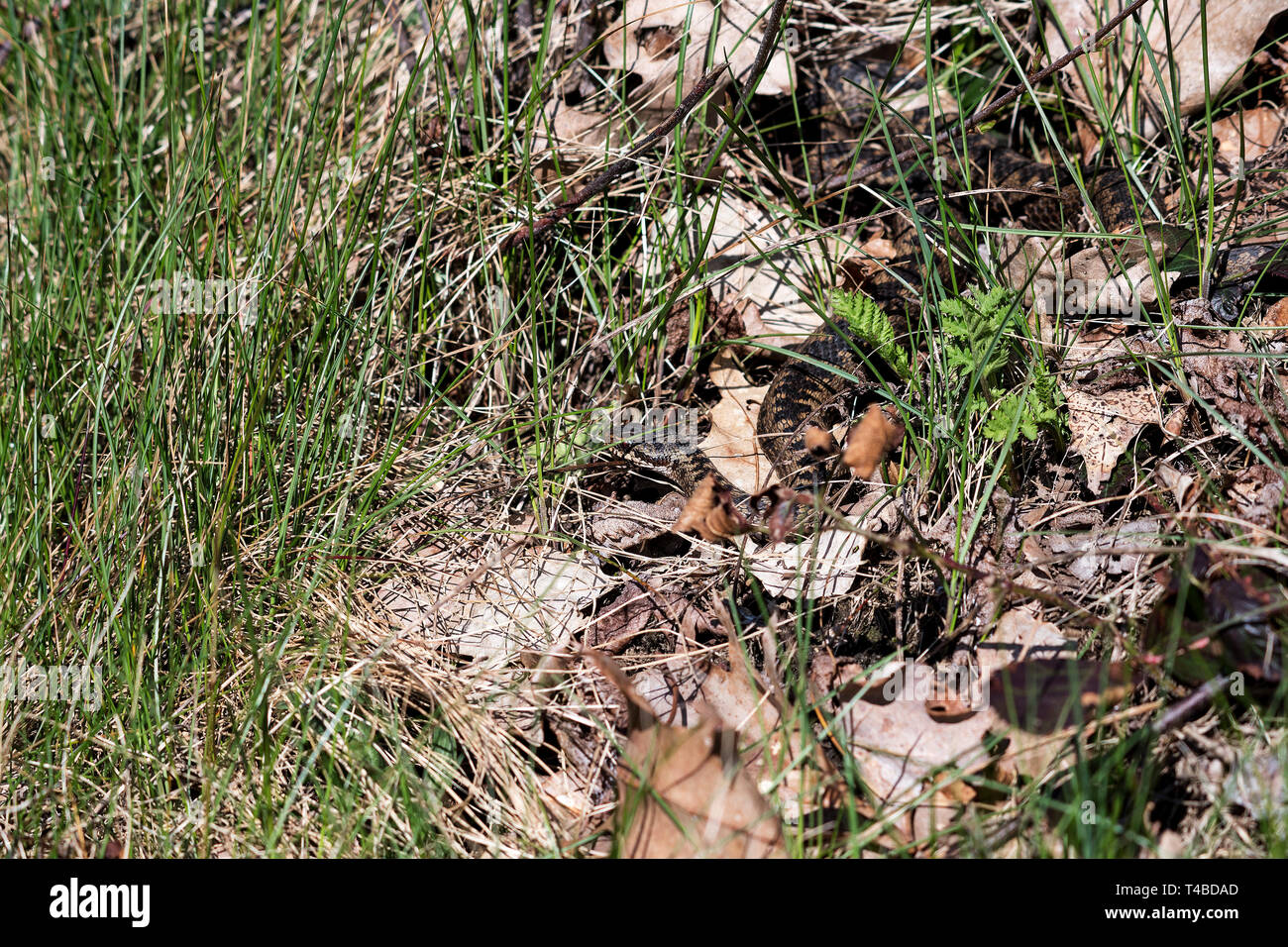 Kreuzotter, Nordrhein-Westfalen, Deutschland Foto Stock