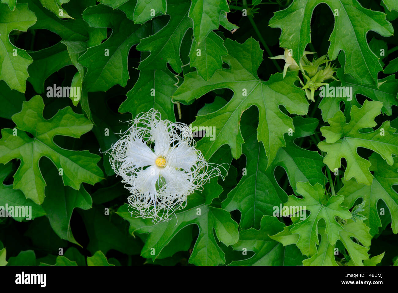 Chinesische Schlangenhaargurke, Trichosanthes kirilowii, Chinagurke, Schlangenkuerbis Foto Stock