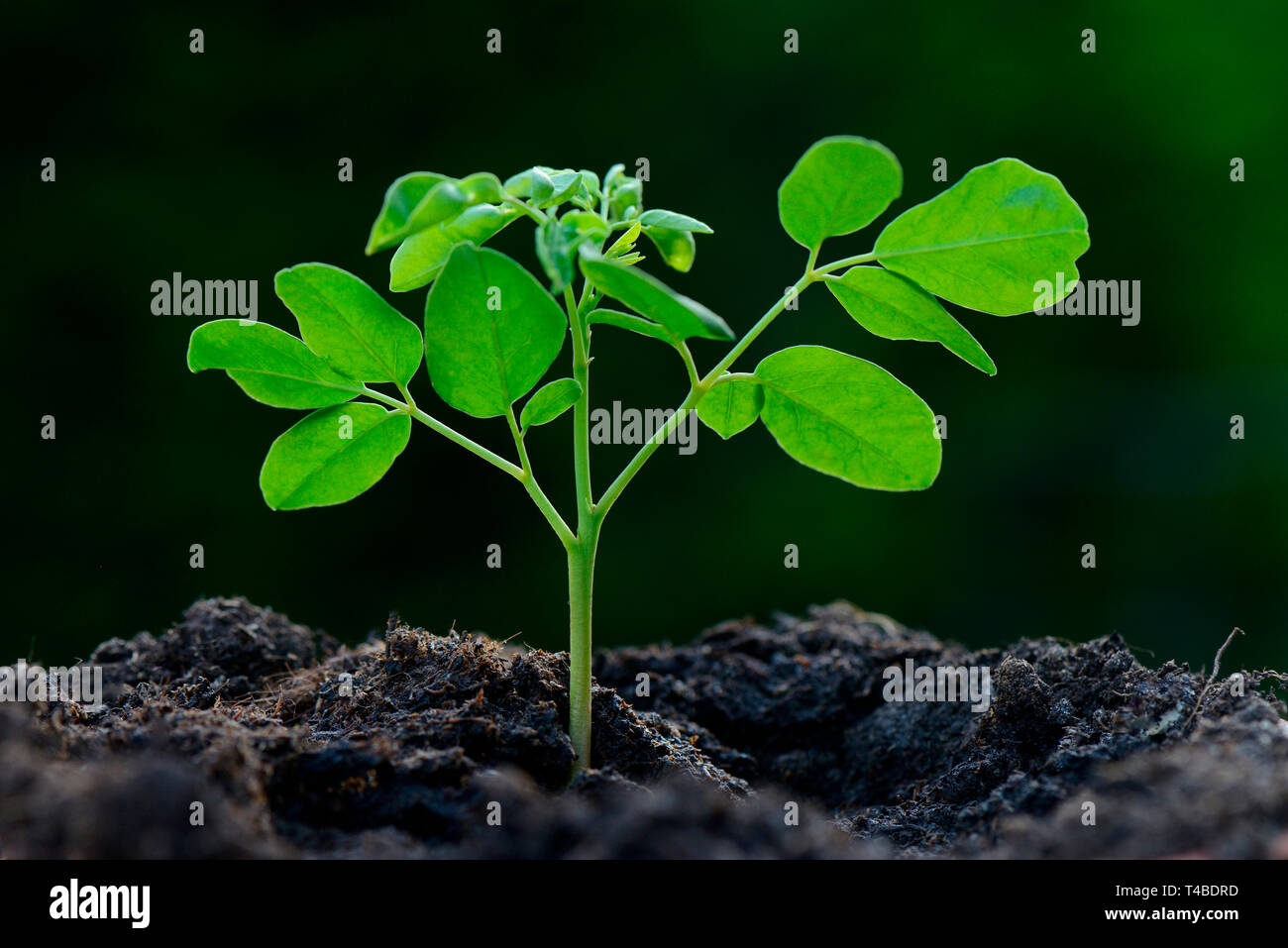 Moringa, Jungpflanze, Moringa Oleifera, Meerrettichbaum Foto Stock