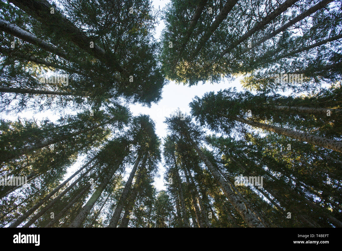Foresta di dense foreste di abete rosso contro il cielo blu, unica vista dal basso. L'industria sostenibile, eco-friendly forestali, pace e silenzio concept Foto Stock