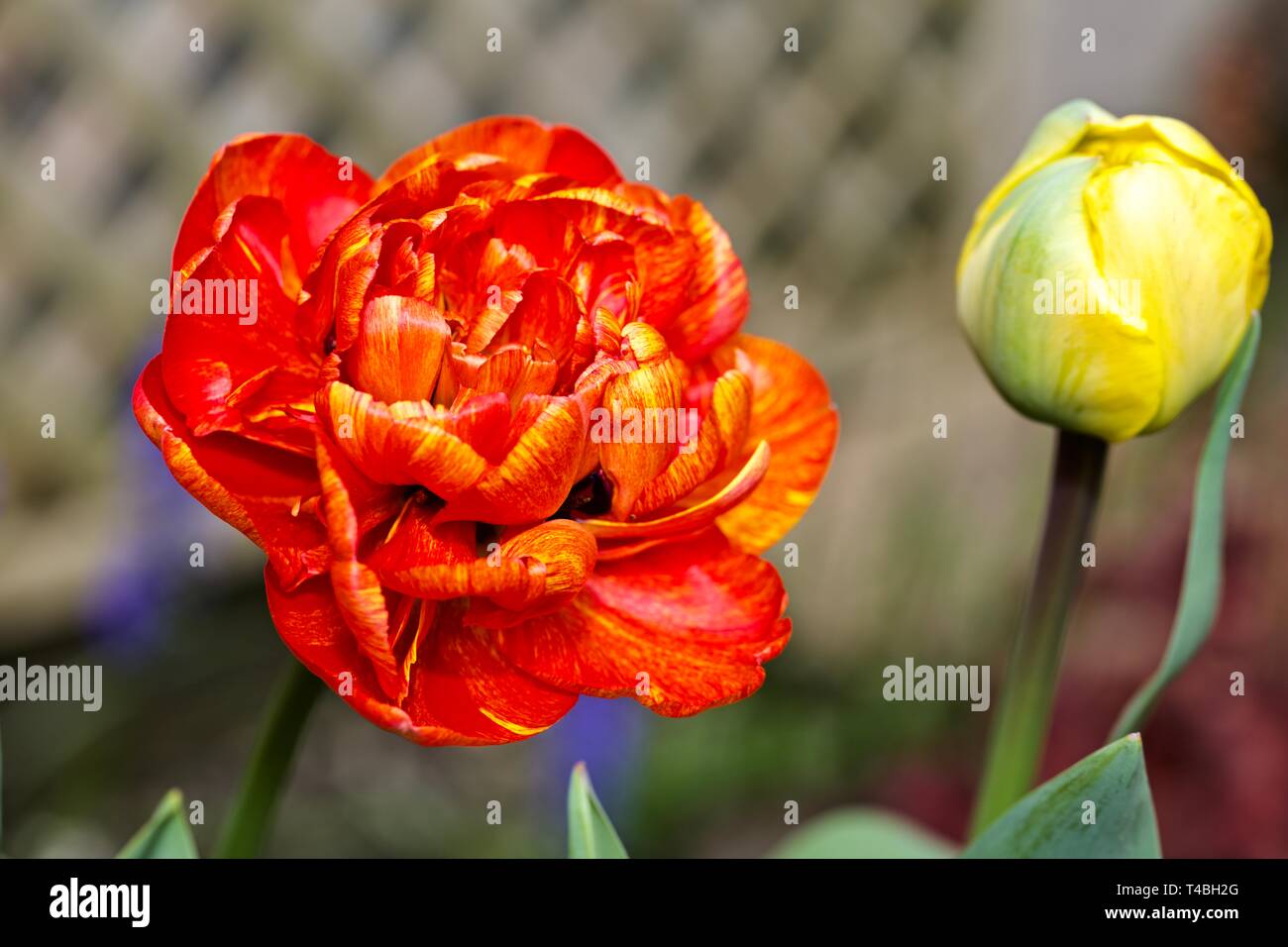 Tulip Sun amante "Il Camaleonte Tulip" Foto Stock