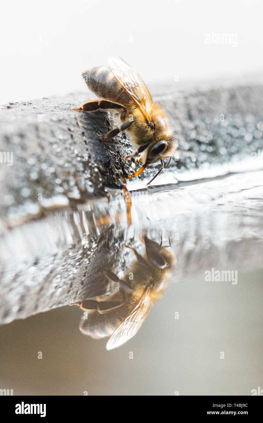 Il miele delle Api - Apis mellifera - acqua potabile da bird bath, Regno Unito Foto Stock