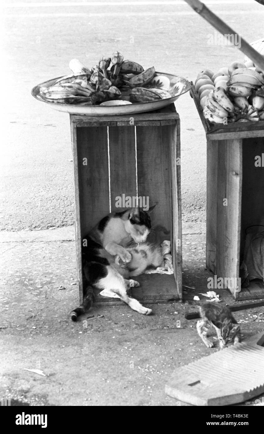 Una madre gatto e i suoi figli si trovano in una scatola di legno che serve come una tabella per una coppa di frutta, Hongkong, 16 novembre 1963. | Utilizzo di tutto il mondo Foto Stock