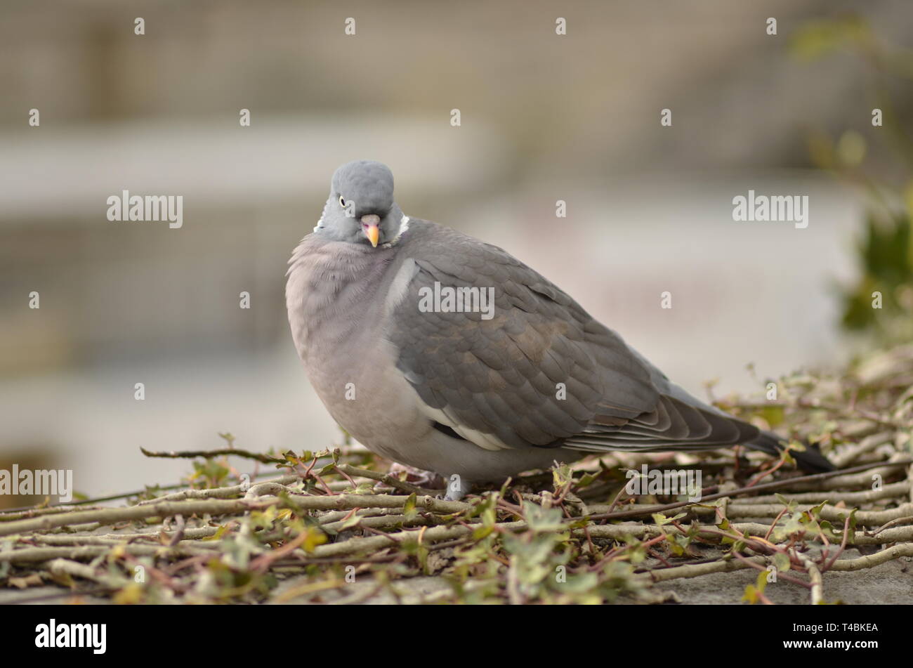 Un piccione in appoggio a Roma, Italia Foto Stock