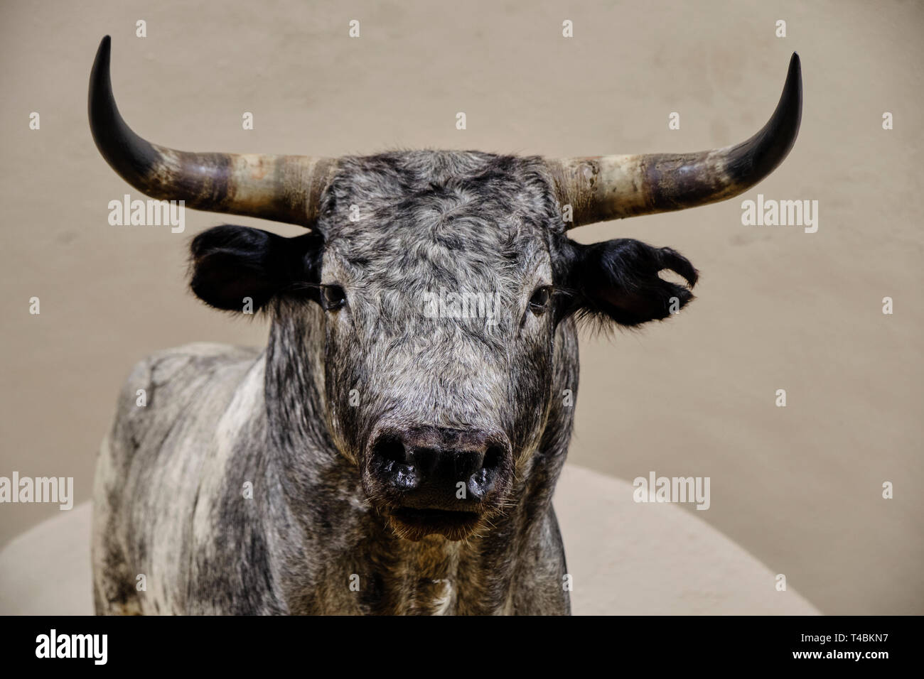 Aprile 2019 Siviglia Spagna - grigio ripiene bull imbalsamare nelle arene della Maestranza di Siviglia Foto Stock