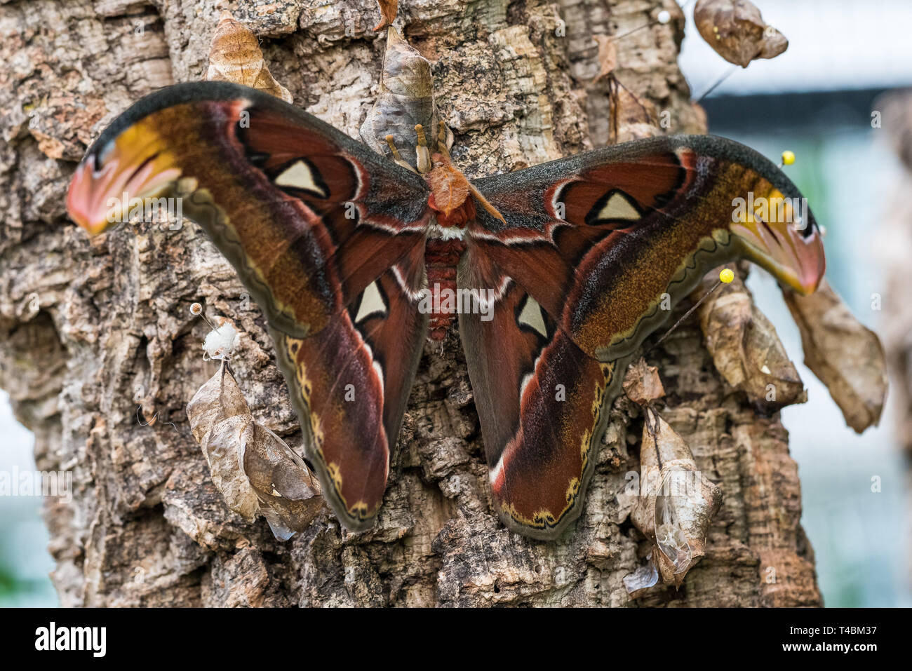 Atlas moth, Attacus atlas, queste sono le più grandi falene del mondo con una apertura alare da 10-12 pollici, nativo per il sud-est asiatico Foto Stock