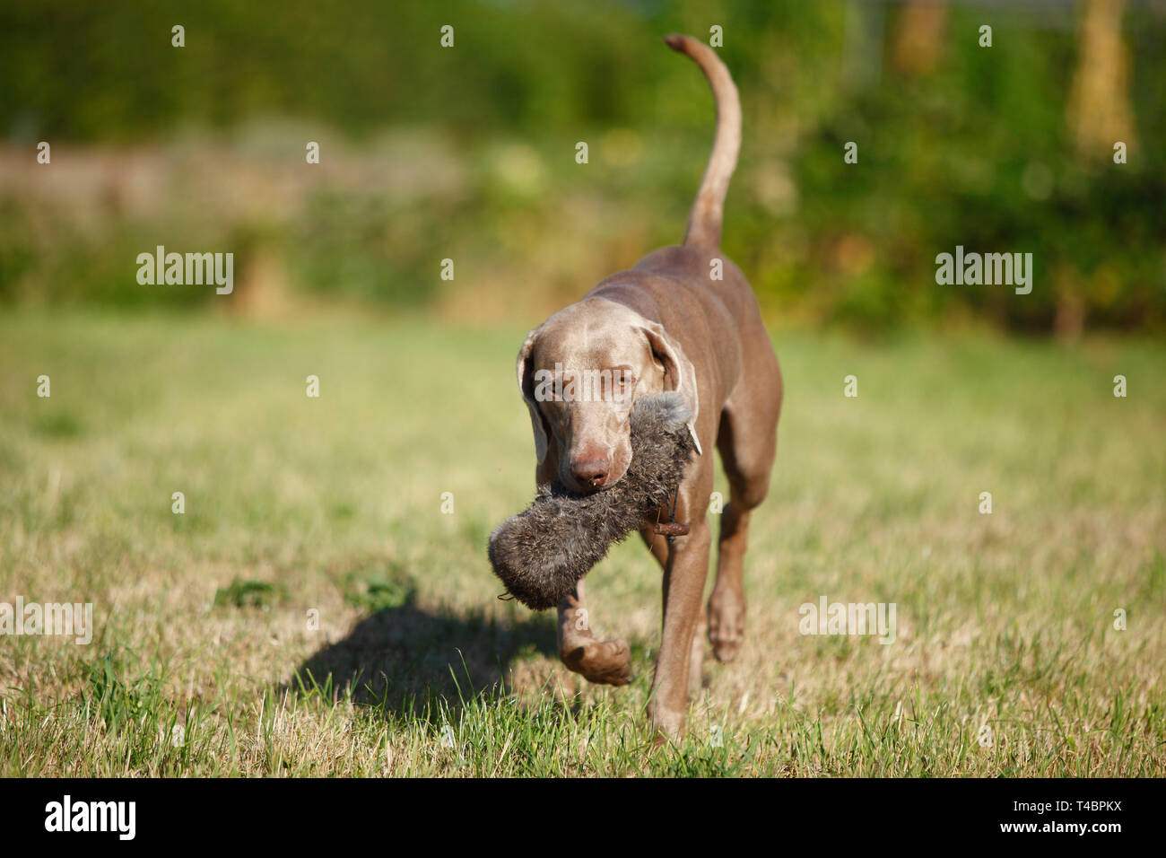 Weimaraner con fantoccio Foto Stock