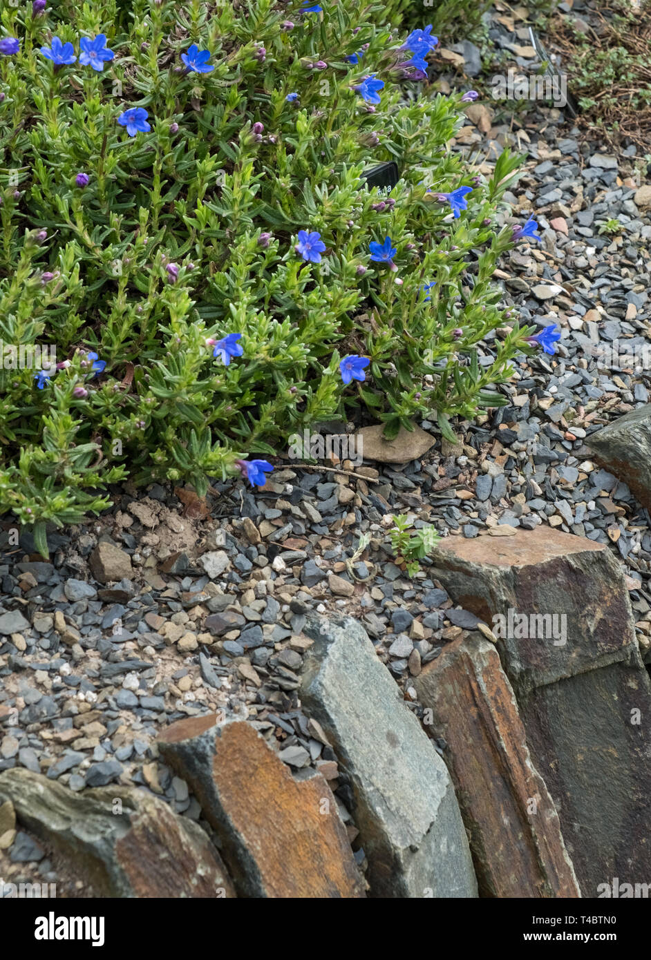 Lithodora diffusa celeste, una piccola prostrati arbusto sempreverde con vividi fiori blu che cresce su un muro del giardino, aprile, England, Regno Unito Foto Stock