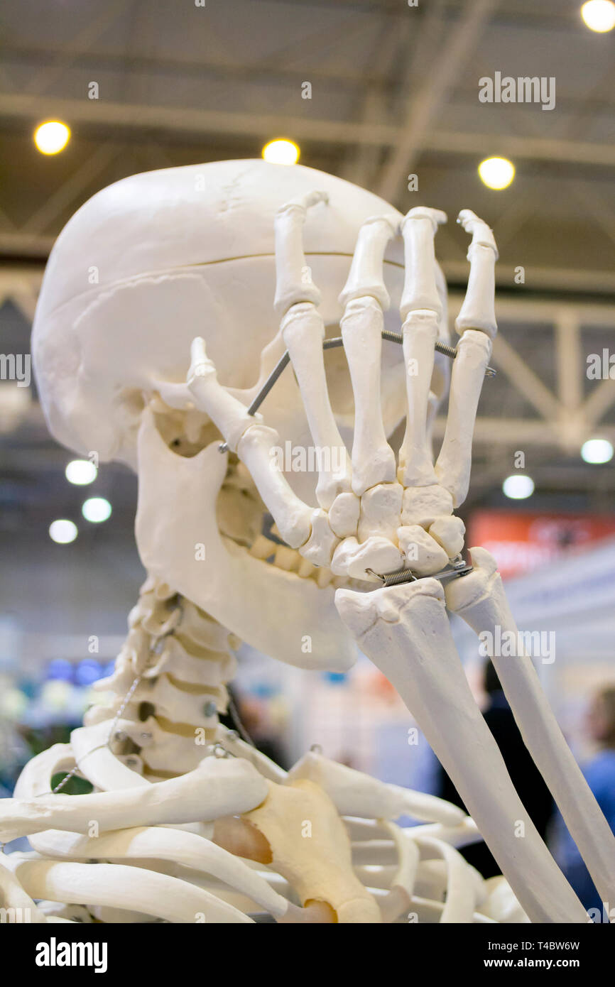 Scheletro umano e il layout di un teschio umano closeup, medico presentano Foto Stock