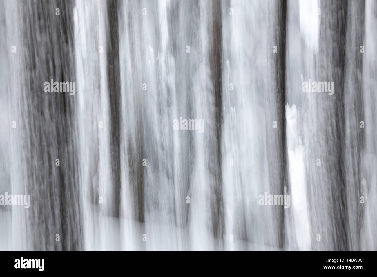 WA17110-00...WASHINGTON - immagine astratta della coperta di neve alberi sulla montagna Amabilis in Okanogan Wenatchee National Forest. Foto Stock