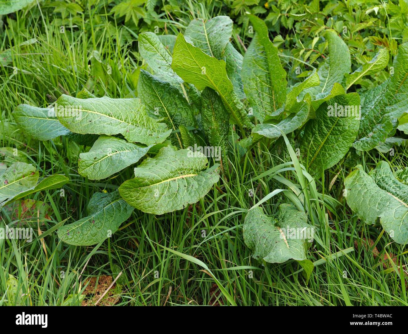 Verde impianto dock (Rumex obtusifolius) lascia in un prato di erba Foto Stock