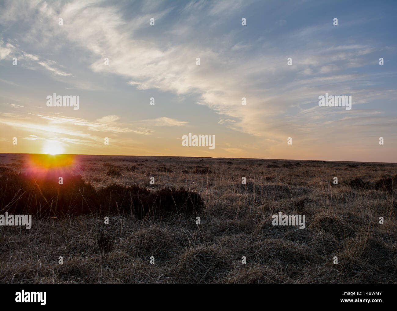 Brughiera Inglese Immagini E Fotos Stock Alamy