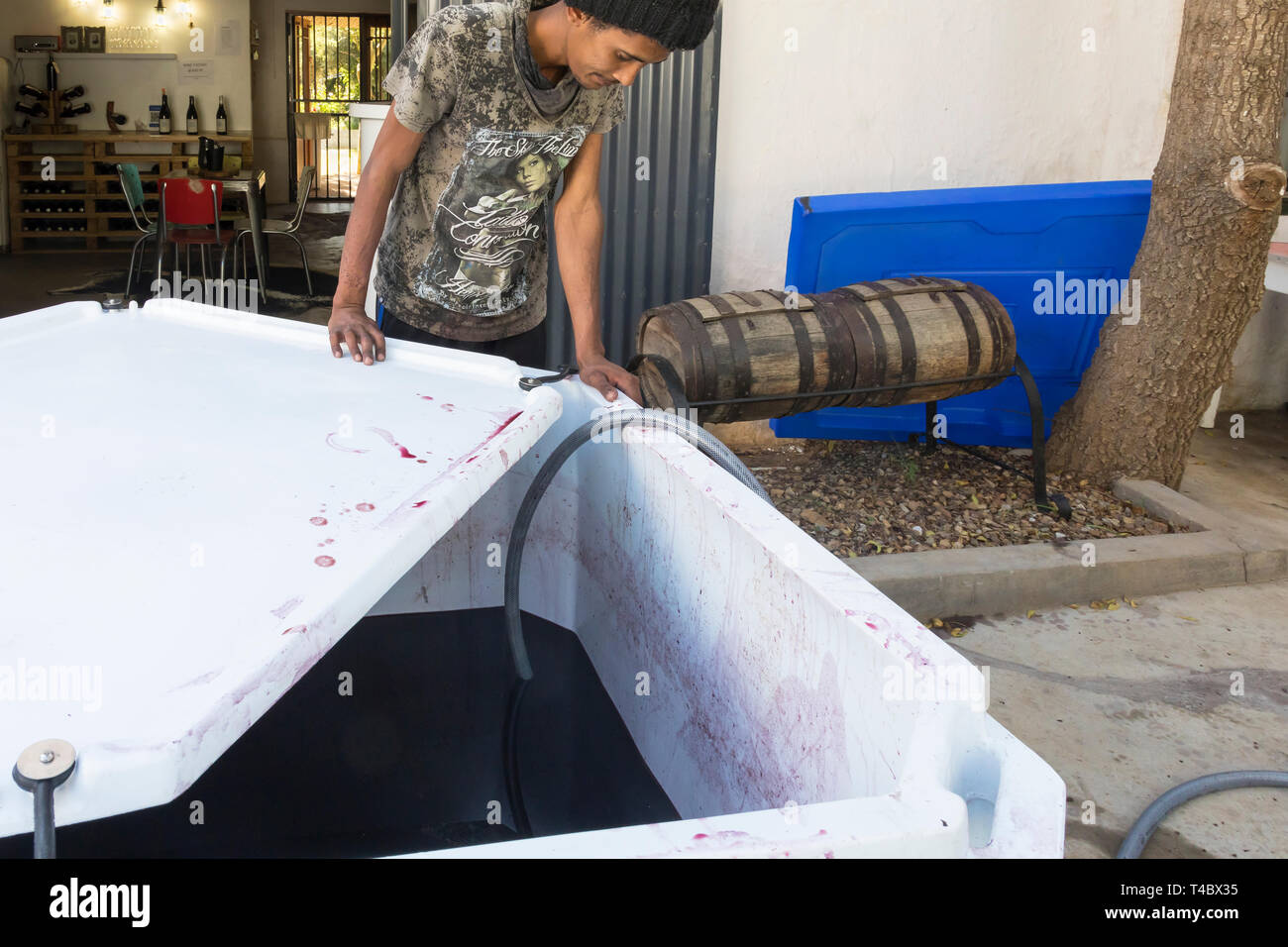 Bemind Garagiste Cantina , McGregor, Robertson Wine Valley, Western Cape Winelands, Sud Africa. Lavoratore premendo uve Cabernet Sauvignon Sypho Foto Stock