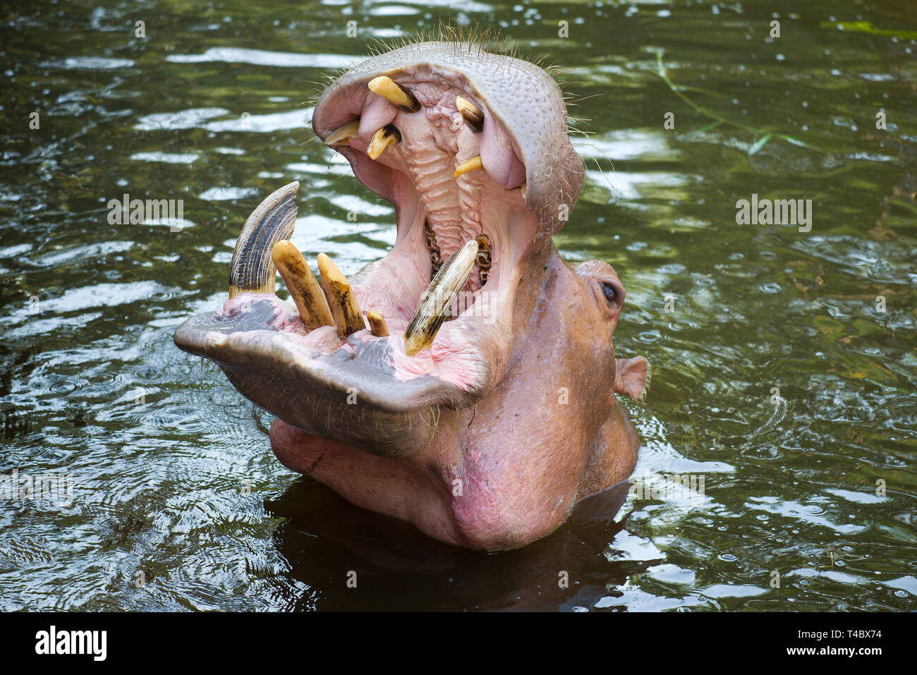 Ippopotamo distanziate. Chiang Mai Foto Stock