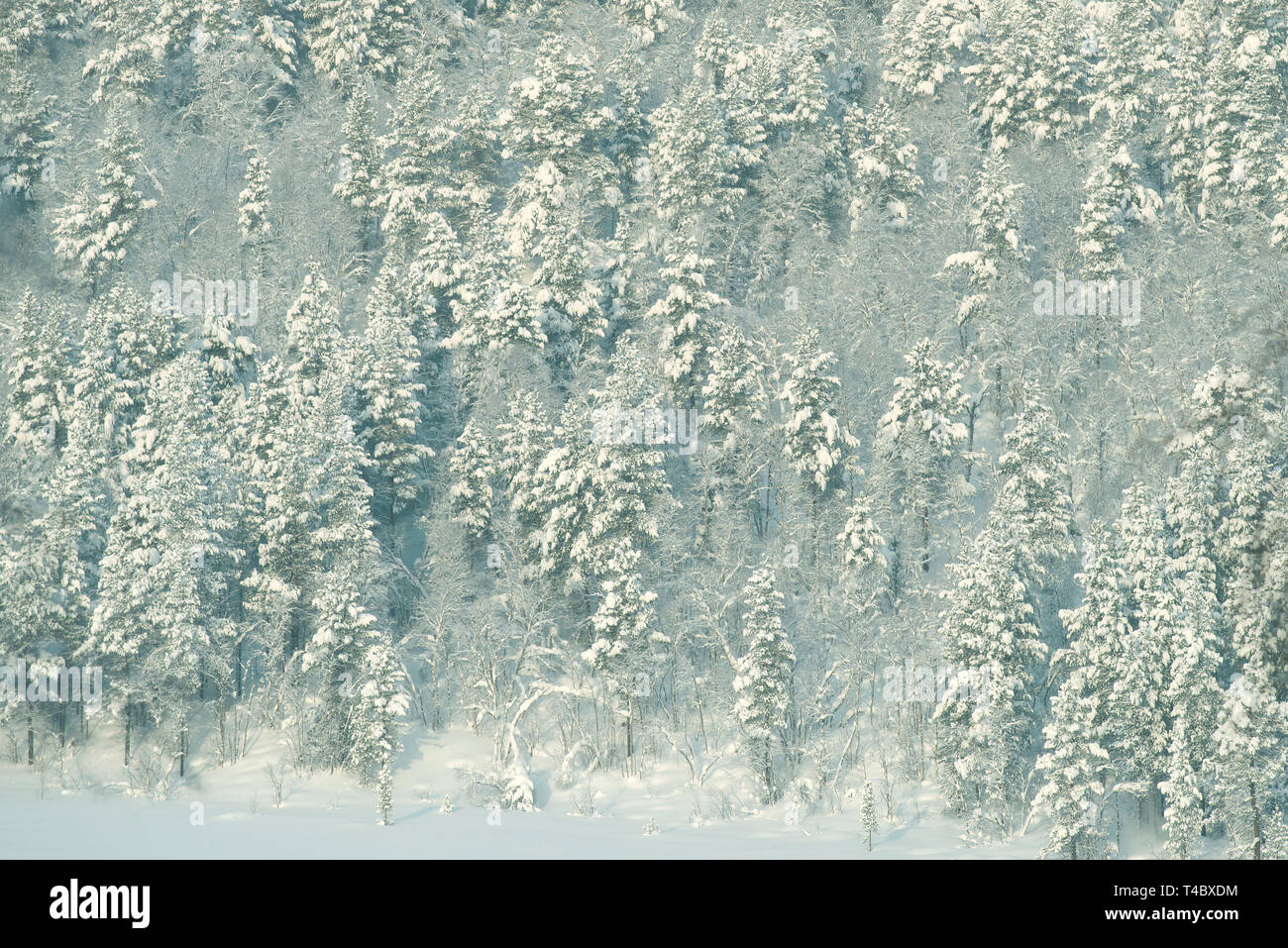 Angolo di un polar coperta di neve foresta. La regione di Murmansk, Russia Foto Stock