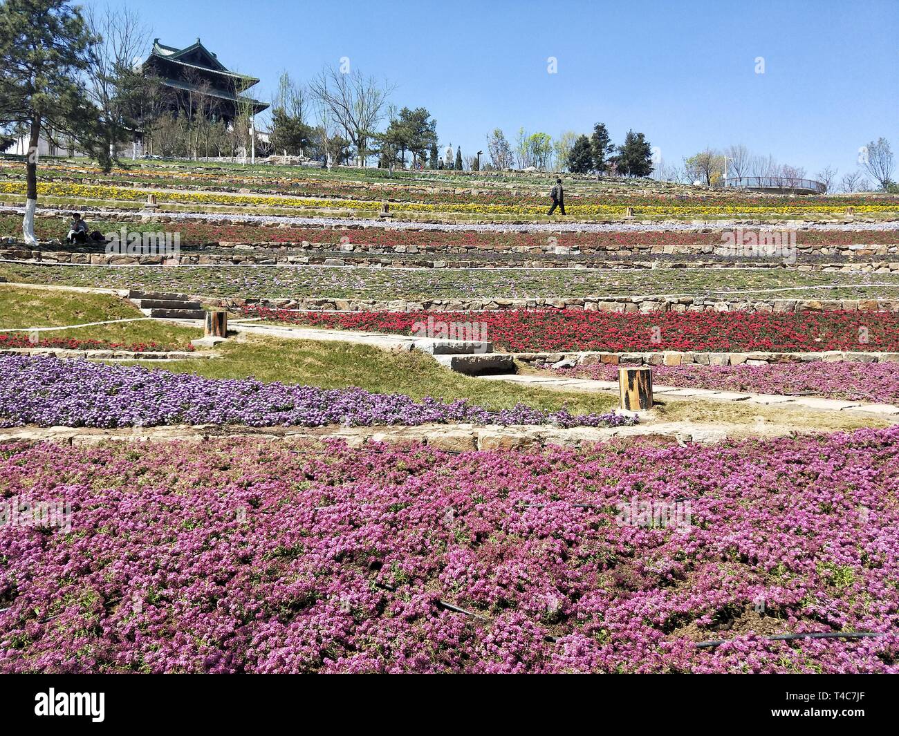 Pechino, Cina. Xv Apr, 2019. Foto scattate con un telefono cellulare mostra una scena sul sito per il prossimo 2019 Beijing International mostra ortoculturale Yanqing nel distretto di Pechino, capitale della Cina, 15 aprile 2019. Credito: Wei Mengjia/Xinhua/Alamy Live News Foto Stock